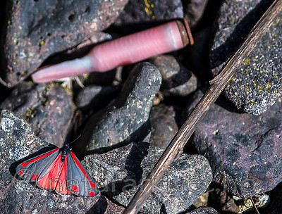 BB 13 0523 / Tyria jacobaeae / Karminspinner